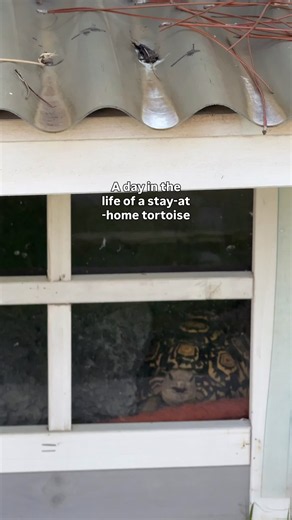 It’s Fig’s world… we’re just living in it #tortoise #turtle #cutepet #dayinthelife