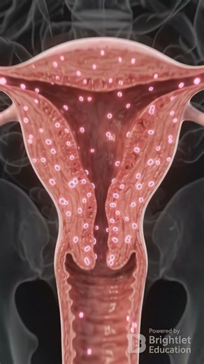 Female Reproductive Anatomy Explained! 🧬 #science #howitworks #anatomy