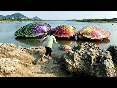 The shining three beautiful clams and pearl treasures in the river attract girls to explore