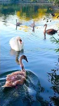 Papa swan thank rescuers for bringing his baby back 🥹❤️ #shorts #swanrescue