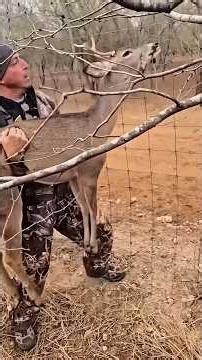 🦌 Unbelievable WiLdlife Rescue Deer Comes Back to Life!#DeerRescue #WildlifeRescue#AnimalRescue