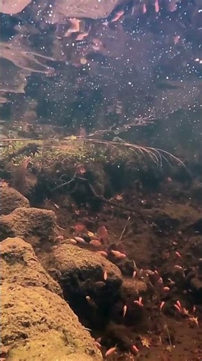 Why does it matter what lives inside your pond? #ozponds