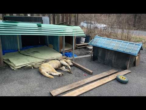 Dog Who Could Not Rise from the Ground Slowly Found Life through Gentle Care