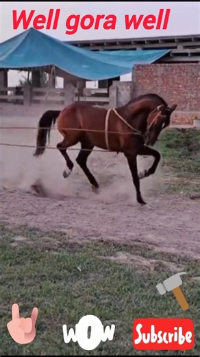 😱beautiful horse dance check karo //# #horse #viral #song #short #youtube #funny March 18, 2026