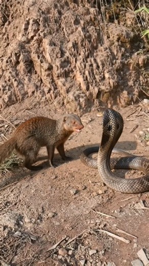 Mongoose vs King Cobra 🐍🔥 | A Deadly Wildlife Showdown!