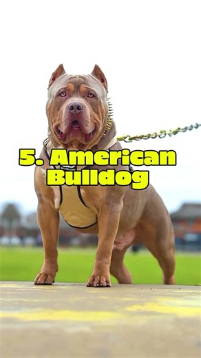 Top 10 Most Dangerous Dogs In The World #dog