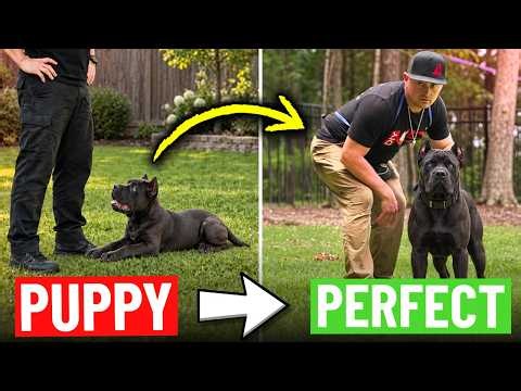 How to Raise a Puppy To Be The Perfect Dog!
