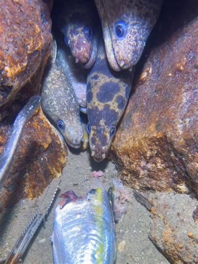 Diving to catch many eels on the bottom of seabed #diving #eel #catchthesea #seafood #seaside