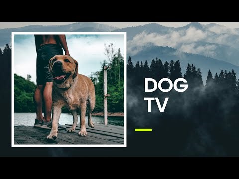 TV for Dogs: Your Dogs New Favourite Video! Fun and Relaxing Nature TV