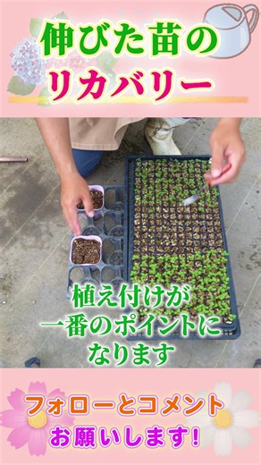 伸びすぎたパンジーを救う深植えの魔法 #園芸 #ガーデニング #初心者
