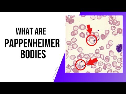 Pappenheimer Bodies EXPLAINED | The Iron Granules Hidden Inside RBCs! 🔬🩸