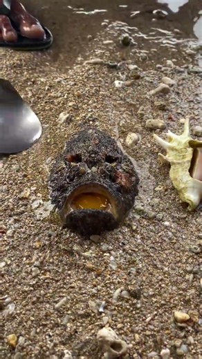 World’s Most Venomous Fish Caught with Egg Bait! 🥚🐟