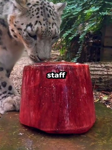 This Tiger Gets A Frozen Treat In The Summer 🐯