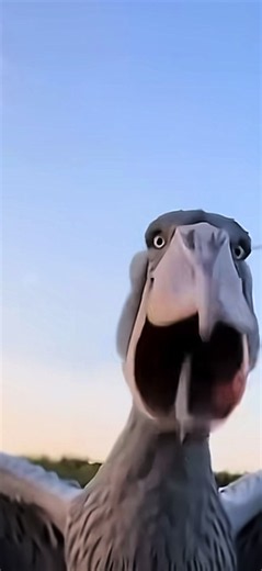 The shoebill stork proves raptors were a problem #animalfacts #dinosaur #birds #science