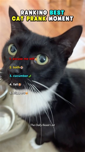 Ranking Best Cat Prank Moments