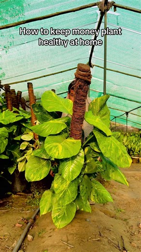 Money Plant Care at Home: Keep Your Indoor Plant Healthy