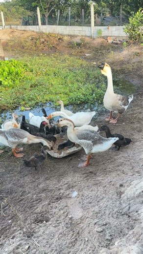 Episode 06: Mother and baby geese eating breakfast #geese #duck #birds #farmlife #animals #nature