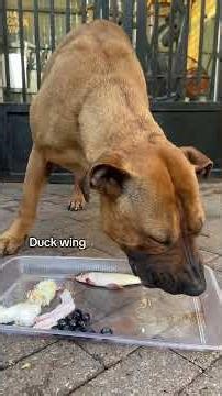 Let’s feed my spoiled dog