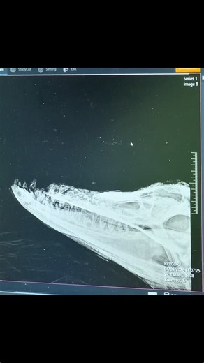 Catching up our broken jaw gator for her vet visit last week! Check out the full video for the discussion of her injuries, removal of a piece of broken jaw and tail, and more X-rays on my GatorChris channel! Most of the day and discussions were filmed for long form so if anyone is really interested in this story I urge you to go check it out on YT! Thanks so much to @swamp_girl and Dr Colbert for helping us out with this!! #gator #alligator
