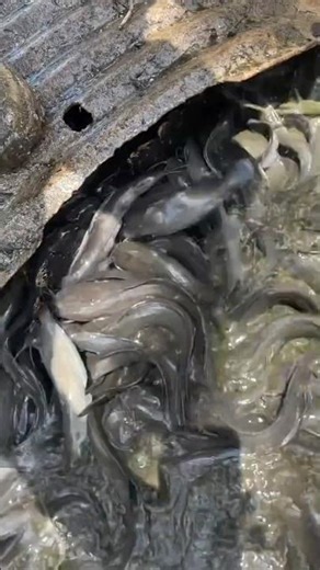 The EVERGLADES is DRYING UP as GATORS Trapped with 1,000s of FISH in the LAST Muddy WATER! #Shorts