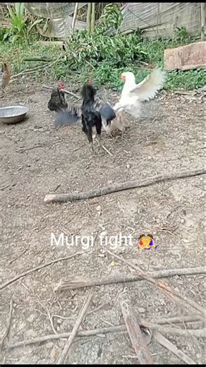murgi fight 🤼‍♀️