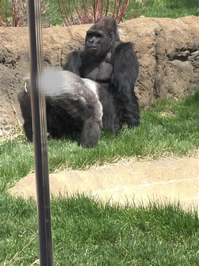 Gorilla Grooming: Gentle Side of the World’s Strongest Animals