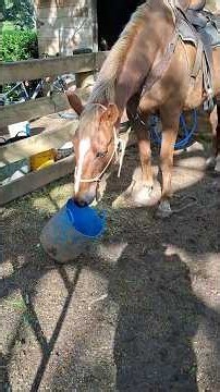 jackson browne today #hepburnlagoontrailrides