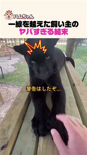 一線を越えた飼い主のヤバすぎる結末…