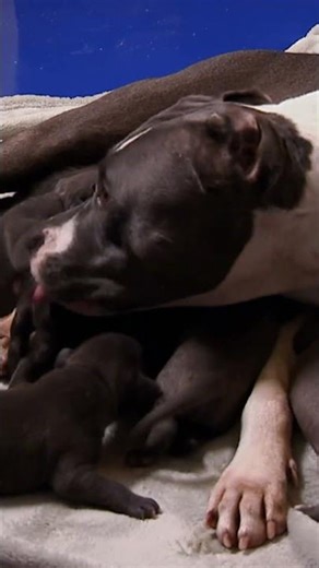 New Mother Feeds a Litter of Desperate Pups | Too Cute! | Animal Planet