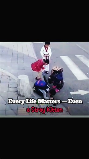 rescue a cat #cat #kitten #cats #catshorts #rescue #respect