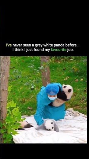 I've never seen a grey white panda before...I think | just found my favourite job. ☺️