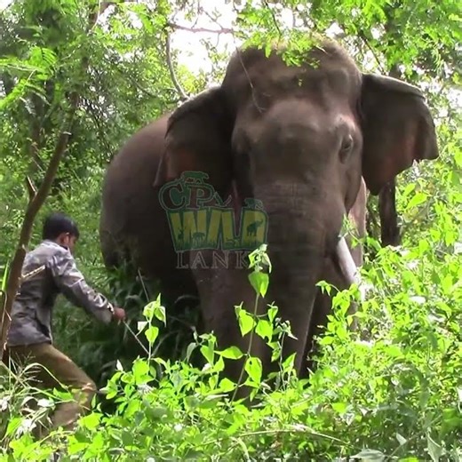 Wildlife Officers Capture One Tusked Elephant 🐘