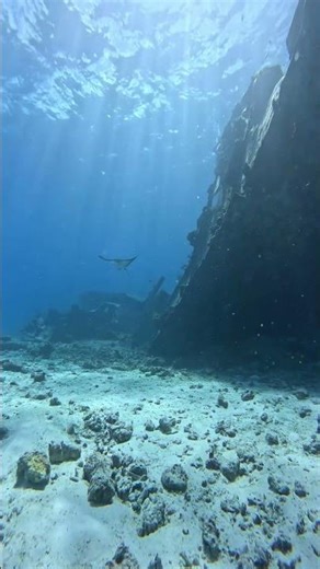 5 Coisas Bizarras no Fundo do Mar #shorts #underwater #wildlife #ocean