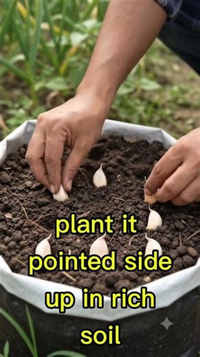 Grow Garlic at Home 🧄🌱 | Grow Garlic from Cloves Easily
