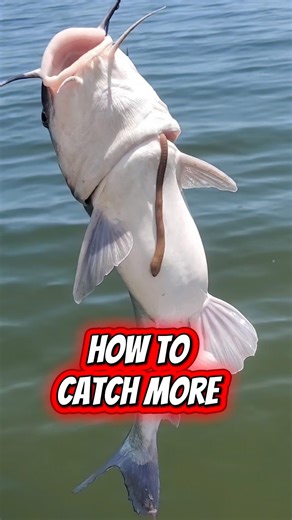 How To Catch MORE Saltwater Catfish! #shorts #fishing #catfish