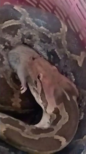 Indian rock python