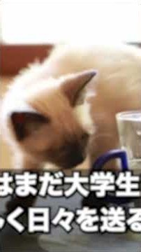 【スカッとする話】「この人は生きています！」息子の3回忌で法事中、突然現れた謎の老婆の一言で骨壷を開けた私→骨壷の中に入っていたものの正体に会場全体が恐怖で青ざめ…【朗読】【スカッと】(P5)