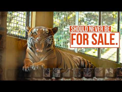 Inside the Illegal Exotic Pet Trade | The Dark Web | True Crime Central