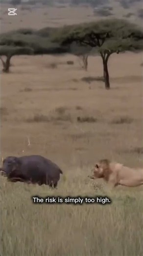 WHEN THE KING FACES DEATH — Lion vs Hippo | Animal Instinct#5