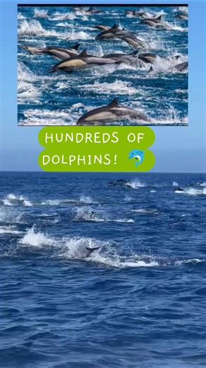 HUNDREDS OF DOLPHINS STAMPEDE THE OCEAN! 🐬🌊 | Unbelievable Dolphin Show #Shorts