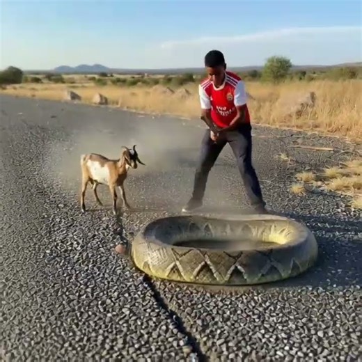 I rescue the goat from the snake and killed it. #shortvideo