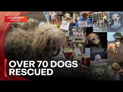 Over 70 dogs given new lives after rescue from single home | A Current Affair