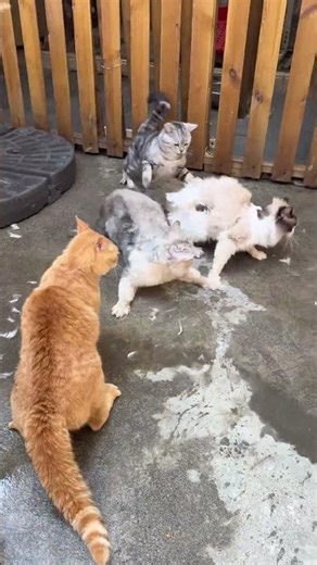 When the boss fight starts at home 🐱💥 #cat #cute