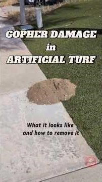 Gophers Under Artificial Turf? Signs & Solutions (SoCal Guide)