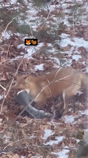 I didn't know they did that!🐿🦊