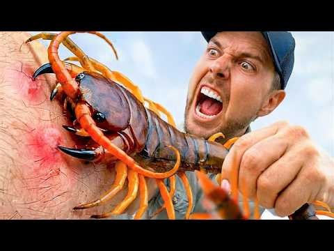 Giant Centipede Bite and Worst Stings I’ve Ever Taken!