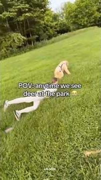 One Brain Cell Dogs, Boxer Dogs | Dogs Meeting Animals