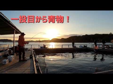 【海上釣り堀】朝からワラサ炸裂！4.5m先のベタ底攻略で大鯛も！｜辨屋 #海上釣り堀 #辨屋 #シマノ #ハリミツ #真鯛