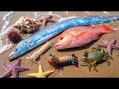 🌊 Ocean Foraging 🔴 Red Snapper, ❤️ Red Mantis Shrimp, ⭐ Starfish, 🦀 Crab, 🦞 Hermit Crab 🌰 Sea Urchin