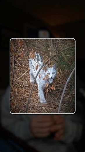 Ok, the Lynx is real